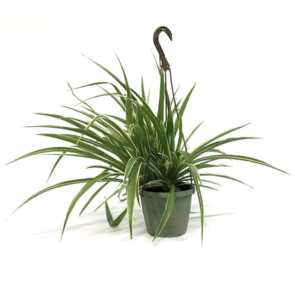 Spider Plant, 6.5in HB, White Edge