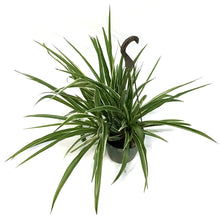 Load image into Gallery viewer, Spider Plant, 6.5in HB, White Edge
