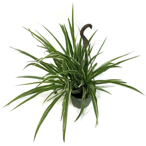 Spider Plant, 6.5in HB, White Edge