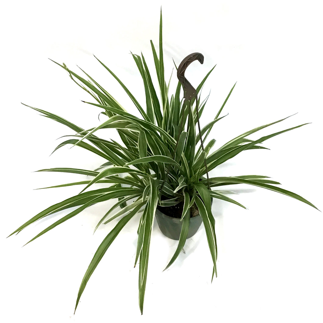 Spider Plant, 6.5in HB, White Edge