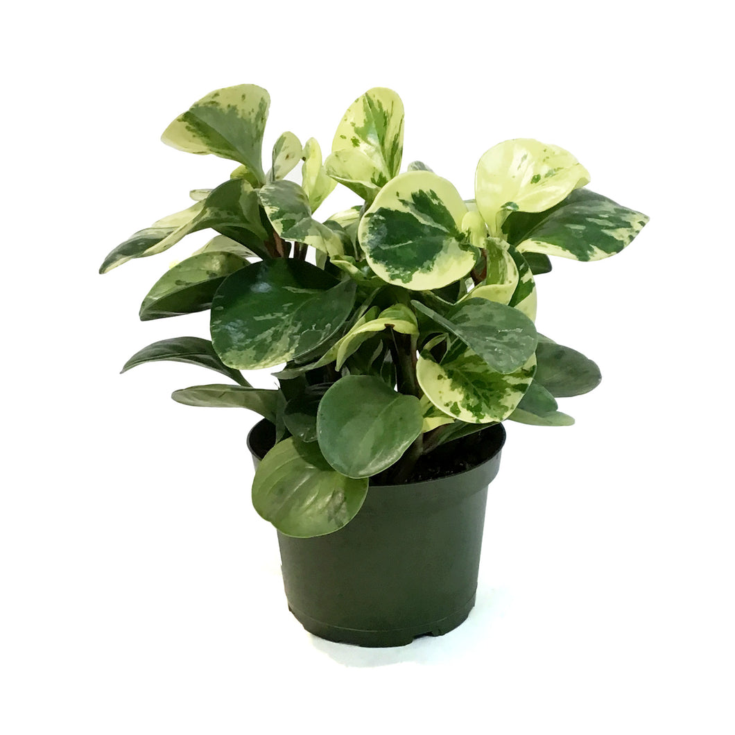 Peperomia, 6in, Marble