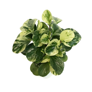 Peperomia, 6in, Marble