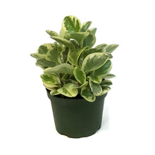 Load image into Gallery viewer, Peperomia, 6in, Variegated
