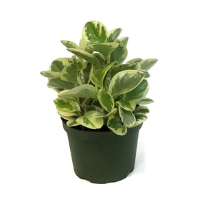 Peperomia, 6in, Variegated