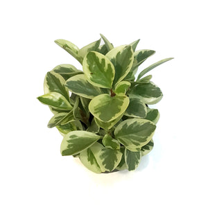 Peperomia, 6in, Variegated