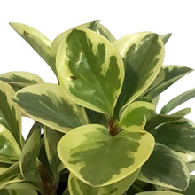 Load image into Gallery viewer, Peperomia, 6in, Variegated
