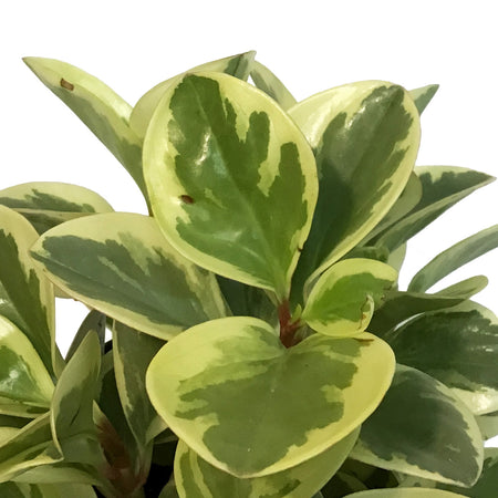 Peperomia, 6in, Variegated