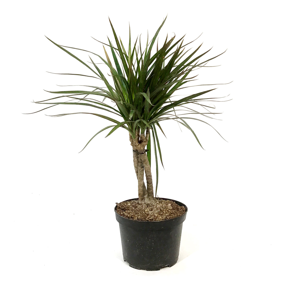 Dracaena, 6in, Marginata Braid