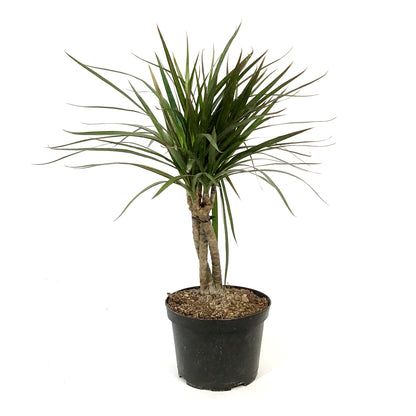 Dracaena, 6in, Marginata Braid