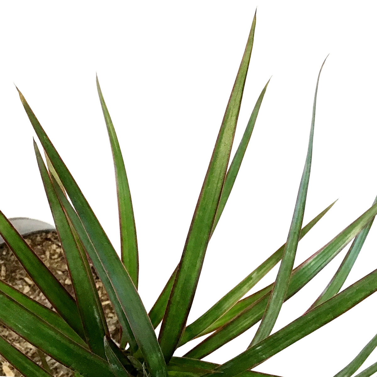 Dracaena, 6in, Marginata Braid
