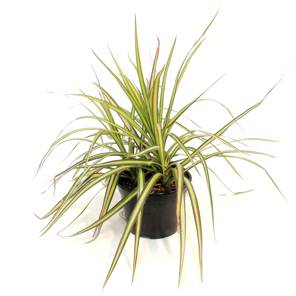 Dracaena, 6in, Kiwi