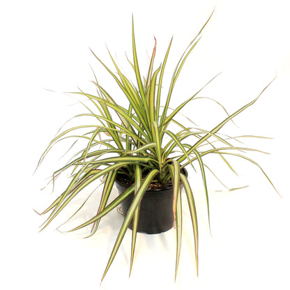 Dracaena, 6in, Kiwi