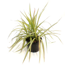 Load image into Gallery viewer, Dracaena, 6in, Kiwi
