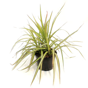 Dracaena, 6in, Kiwi