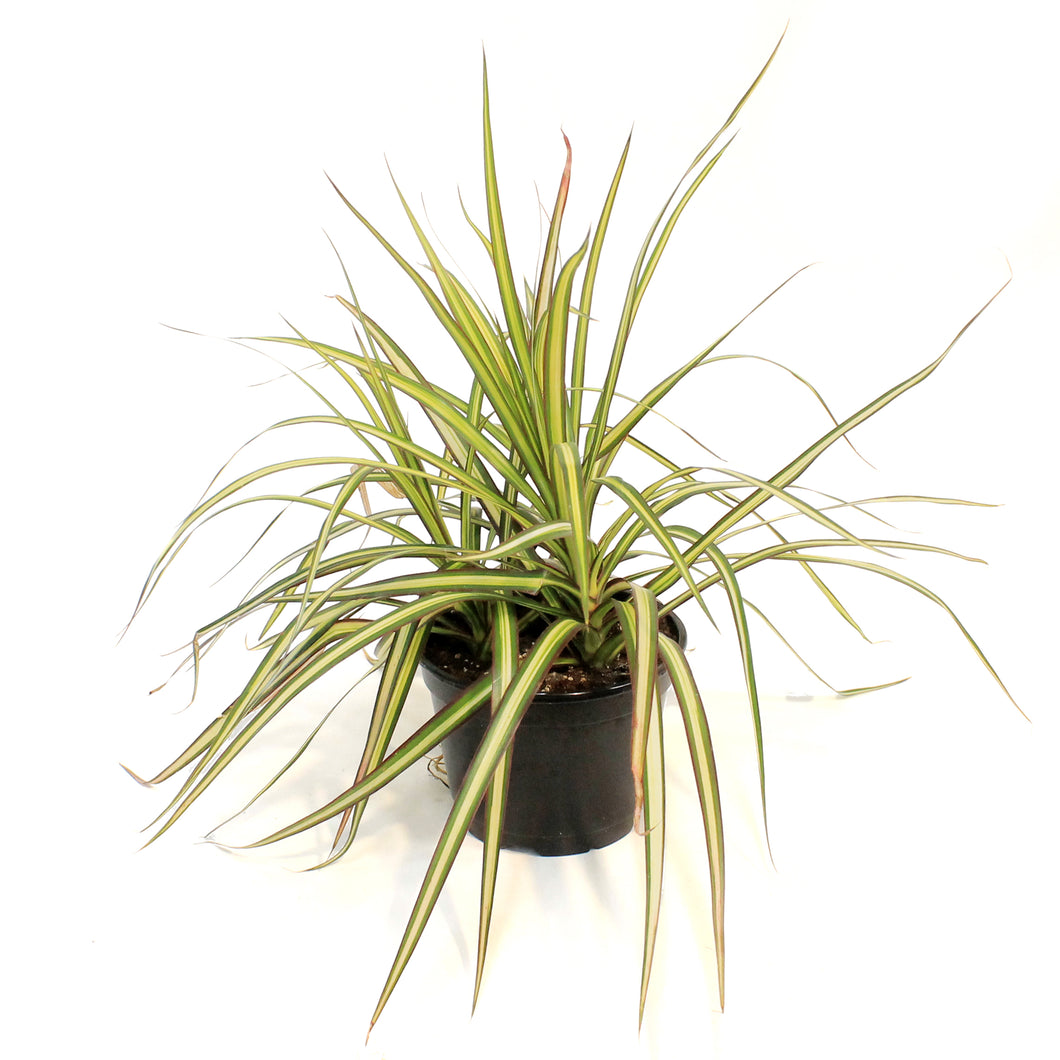 Dracaena, 6in, Kiwi
