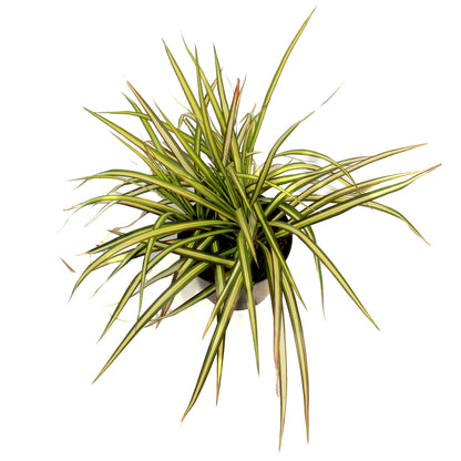 Dracaena, 6in, Kiwi