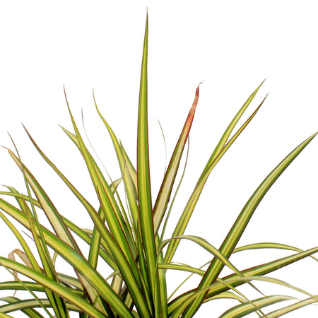 Dracaena, 6in, Kiwi