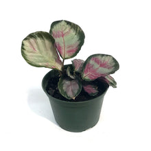Load image into Gallery viewer, Calathea, 6in, Roseopicta
