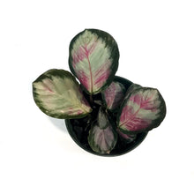 Load image into Gallery viewer, Calathea, 6in, Roseopicta
