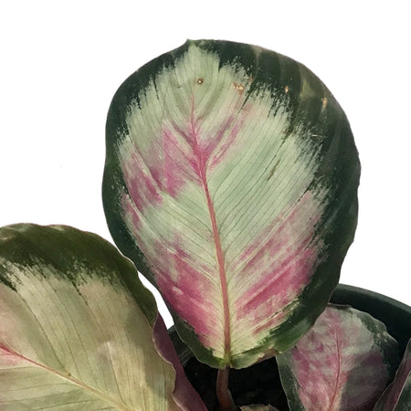 Calathea, 6in, Roseopicta