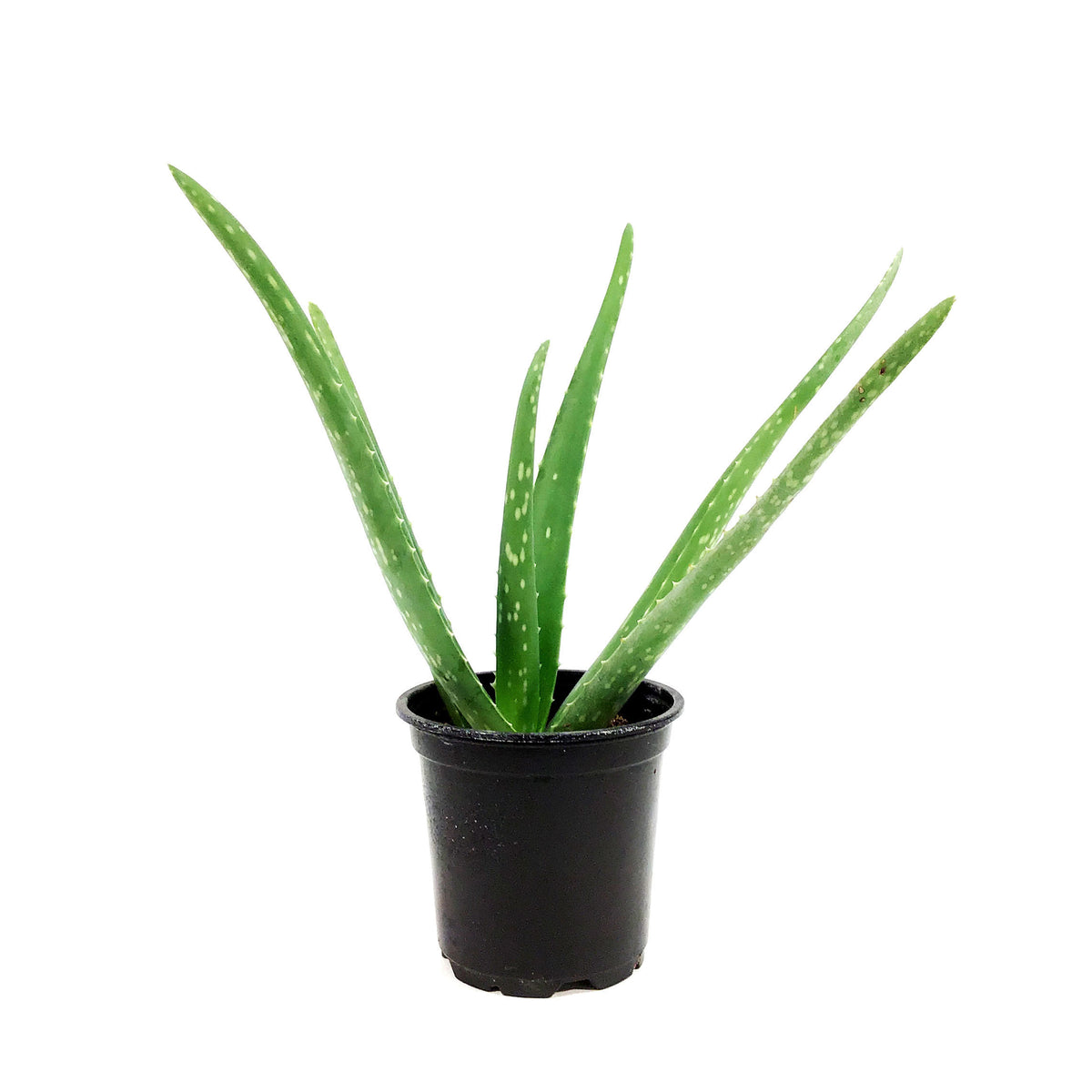 Aloe Vera, 4in