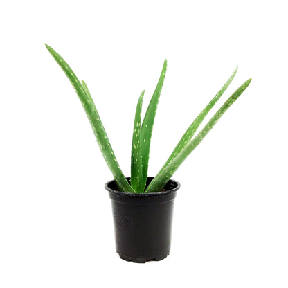 Aloe Vera, 4in