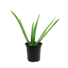Load image into Gallery viewer, Aloe Vera, 4in
