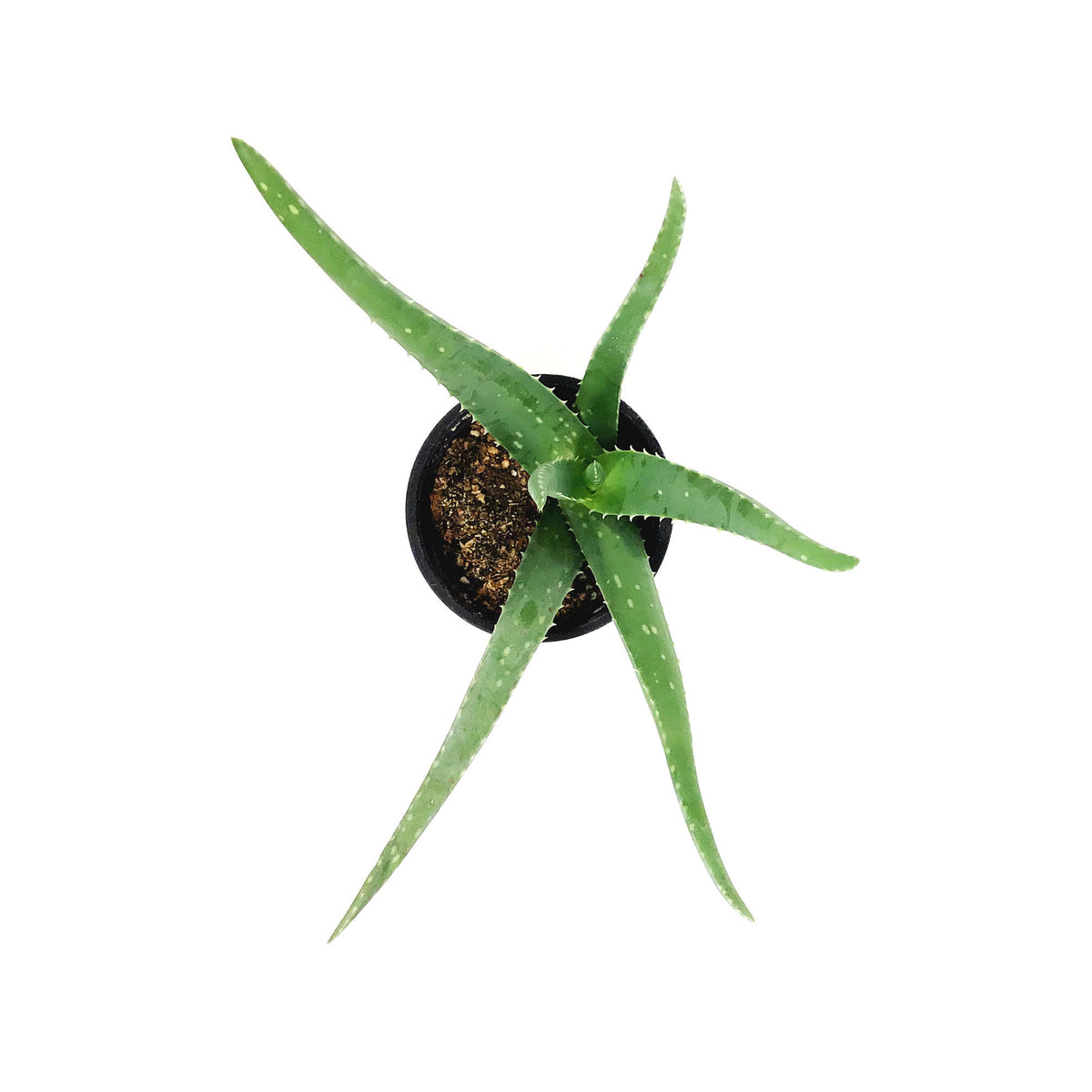 Aloe Vera, 4in
