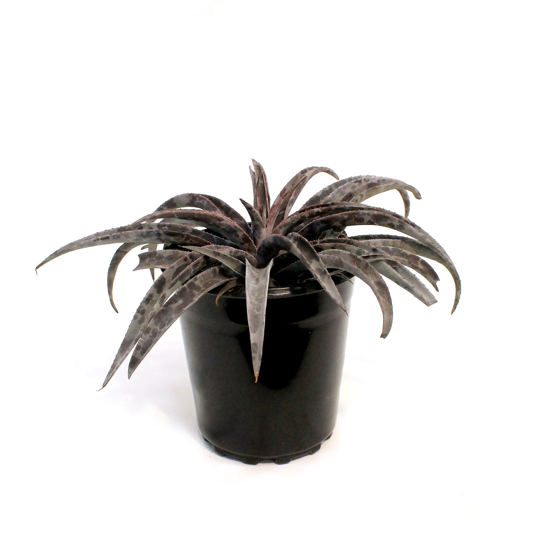 Mangave, 6in, Moonglow