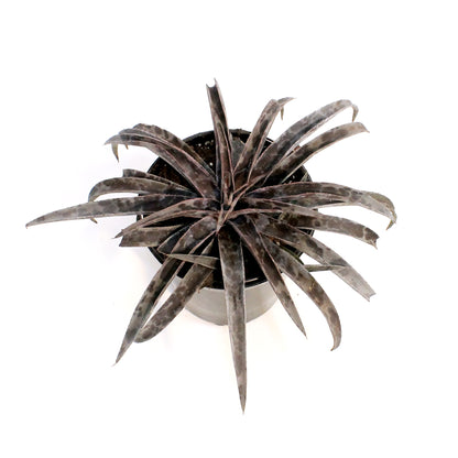 Mangave, 6in, Moonglow