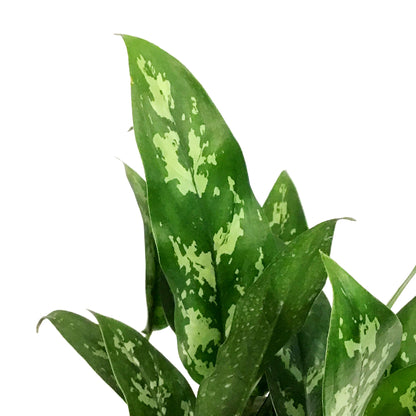 Aglaonema, 6in, Maria