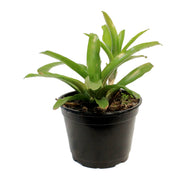 Bromeliad, 6in, Fireball