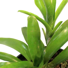Load image into Gallery viewer, Bromeliad, 6in, Fireball
