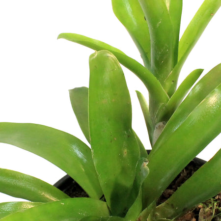 Bromeliad, 6in, Fireball