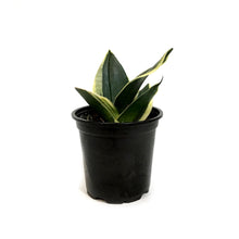 Load image into Gallery viewer, Sansevieria, 4in, Black Gold Compacta
