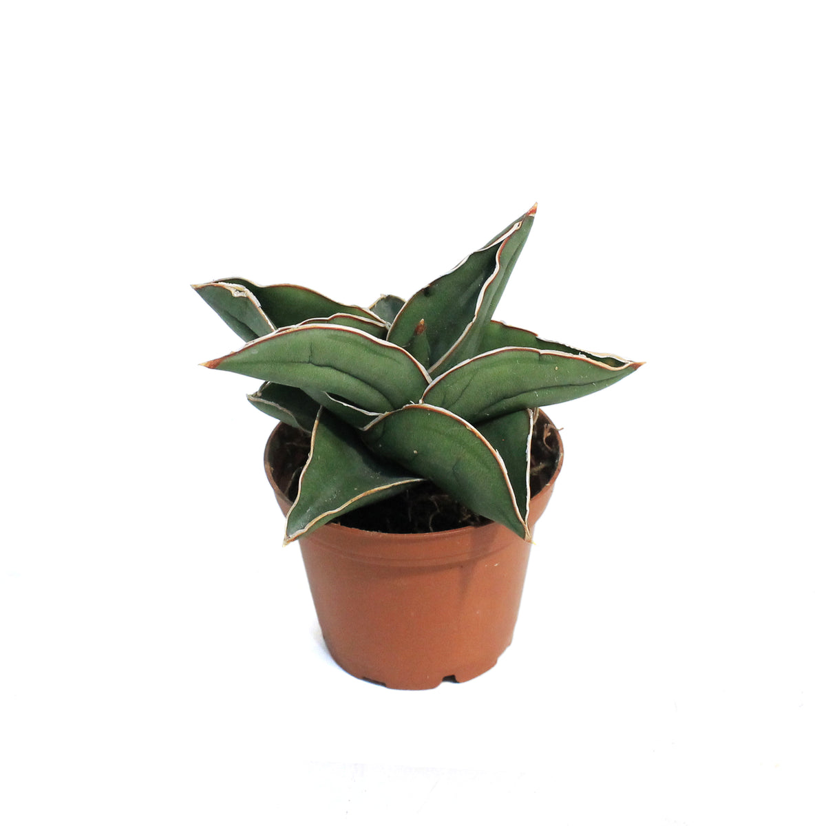 Sansevieria, 3in, Samurai