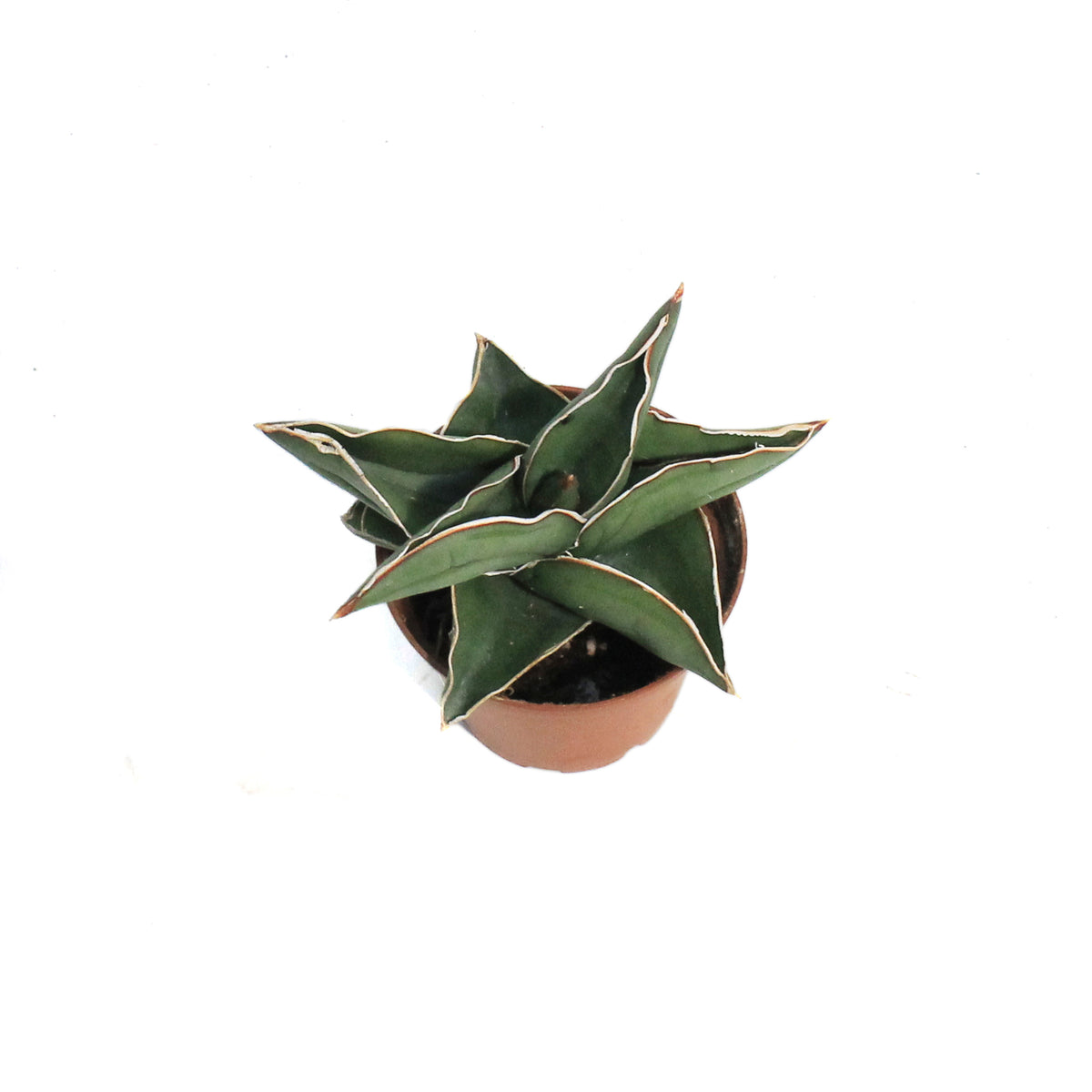 Sansevieria, 3in, Samurai
