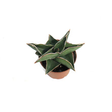 Load image into Gallery viewer, Sansevieria, 3in, Samurai
