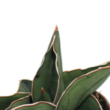 Load image into Gallery viewer, Sansevieria, 3in, Samurai
