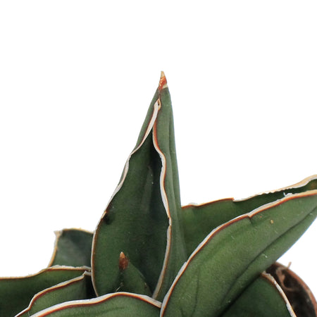 Sansevieria, 3in, Samurai