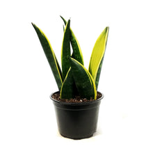 Load image into Gallery viewer, Sansevieria, 6in, Golden Flame
