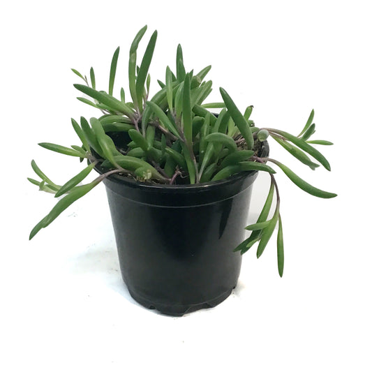 String of Bananas, 4in, Senecio radicans