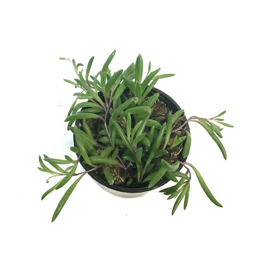 String of Bananas, 4in, Senecio radicans