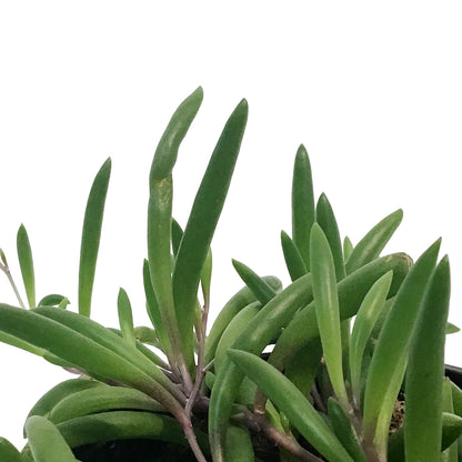 String of Bananas, 4in, Senecio radicans