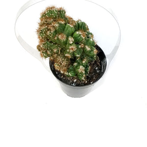 Cactus, 9cm, Cereus monstrose 'Rojo'