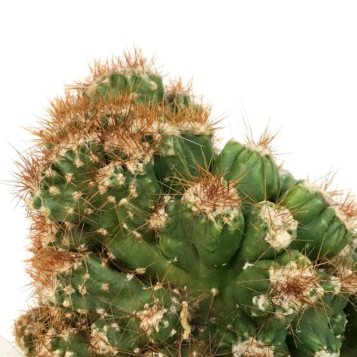 Cactus, 9cm, Cereus monstrose 'Rojo'