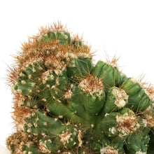 Load image into Gallery viewer, Cactus, 9cm, Cereus monstrose &#39;Rojo&#39;
