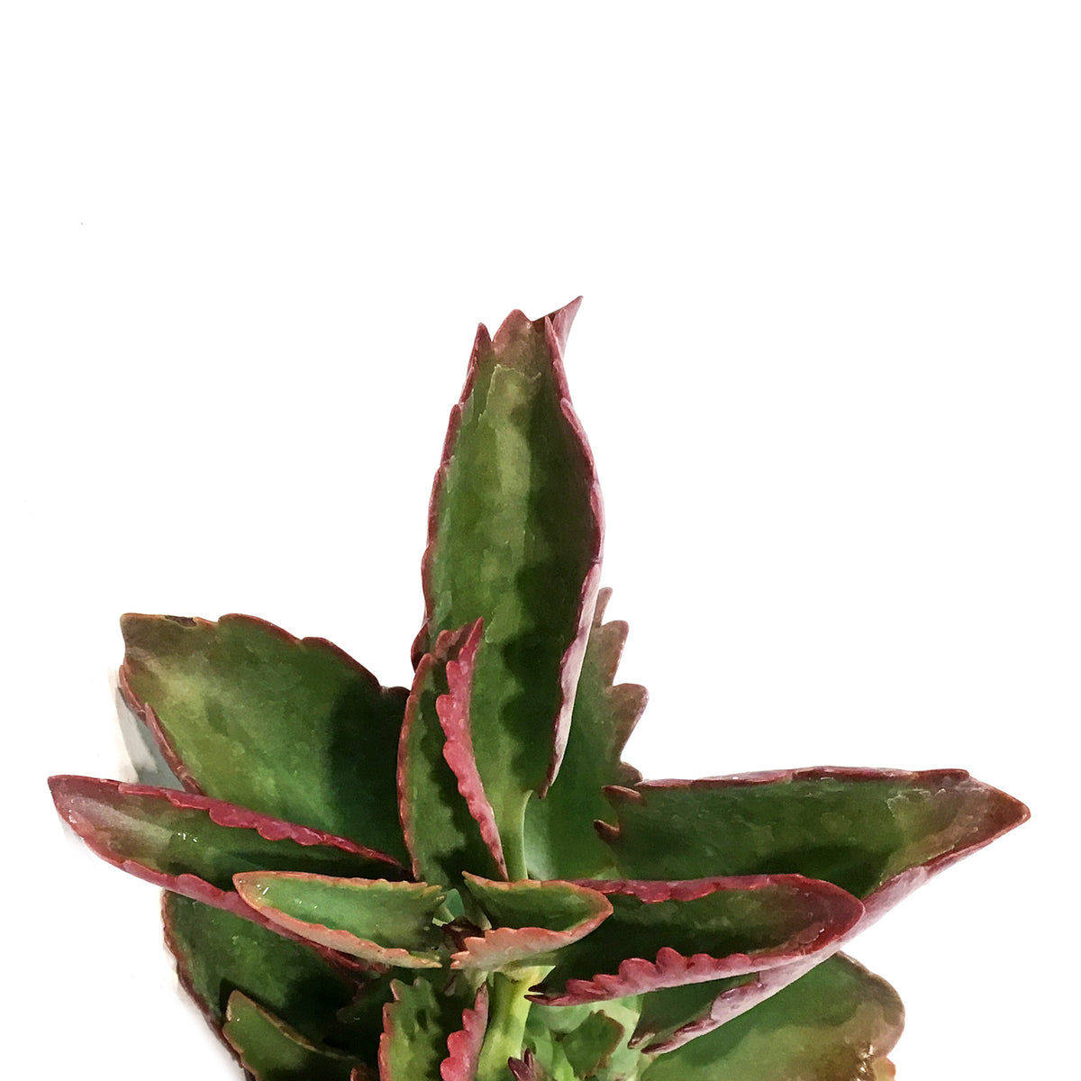 Succulent, 3.5in, Kalanchoe Thrysiflora Flapjacks