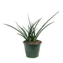 Load image into Gallery viewer, Sansevieria, 6in, Fernwood/Mikado

