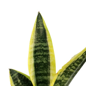 Sansevieria, 6in, Futura Superba